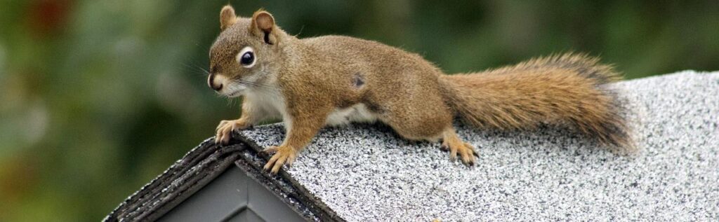 Expert Squirrel Removal to Prevent Damage to Your Home